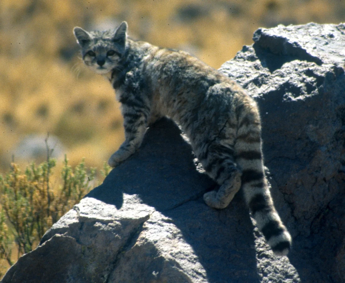Andean cat reference photograph by Jim Sanderson